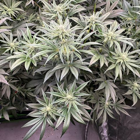 CxLAZ #16 50.72g growlog photo: Stacking nicely 9 heads