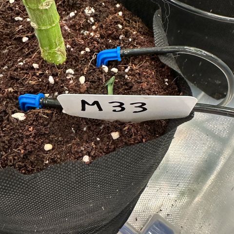 CxLAZ #16 50.72g growlog photo: Pollenated bud site 24hr later