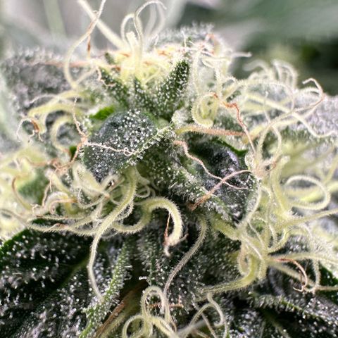 CxLAZ #20 13.7g growlog timeline photo