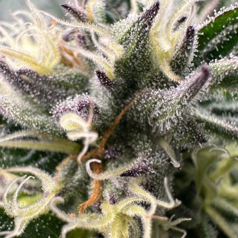 Misc x (LA Kush x Zkittles) #37 42.26g growlog timeline photo