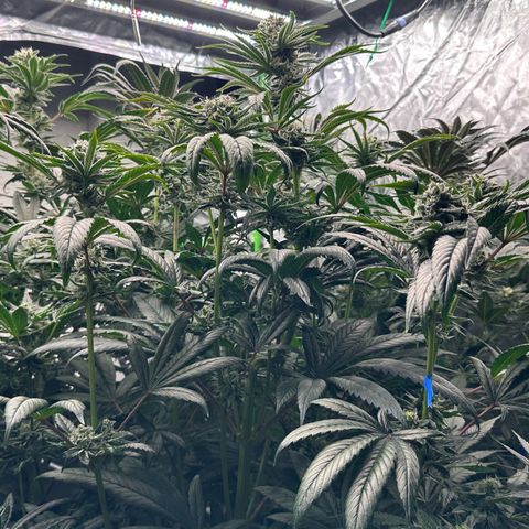 Misc x (LA Kush x Zkittles) #26 60.7g growlog timeline photo