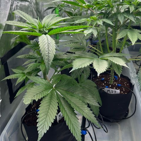 CxLAZ #16 50.72g growlog timeline photo