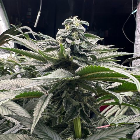 Misc x (LA Kush x Zkittles) #05 growlog timeline photo