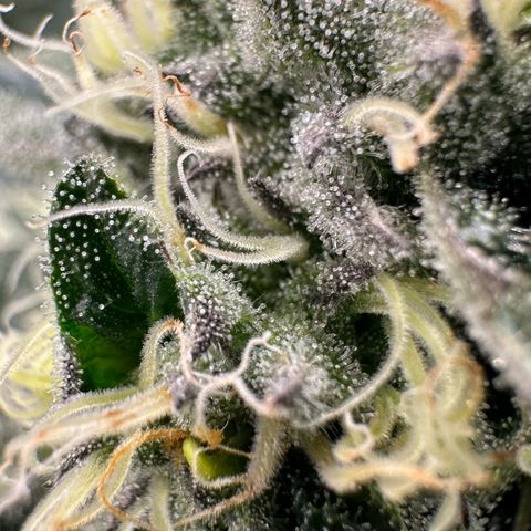 CxLAZ #31 58.75g growlog timeline photo