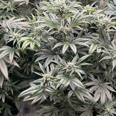 Misc x (LA Kush x Zkittles) #26 60.7g growlog timeline photo