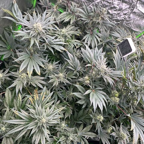 CxLAZ #16 50.72g growlog timeline photo