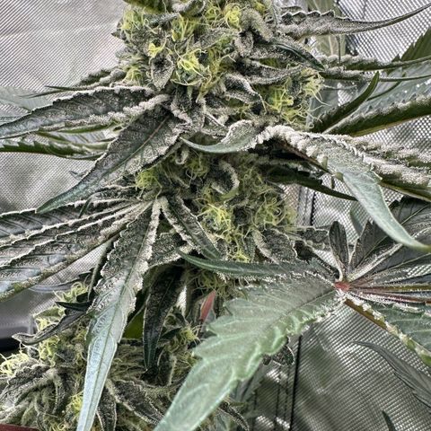 CxLAZ #24 37.13g growlog timeline photo