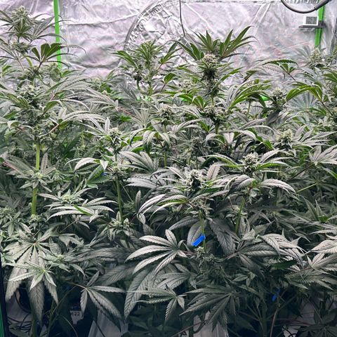 CxLAZ #16 50.72g growlog timeline photo