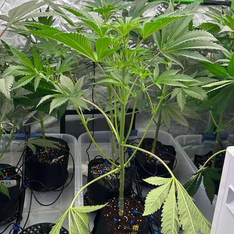 CxLAZ #16 50.72g growlog timeline photo