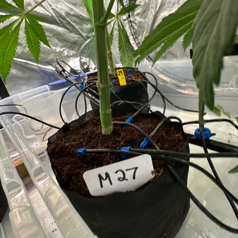 Misc x (LA Kush x Zkittles) #27 33.12g growlog photo: Trained top 