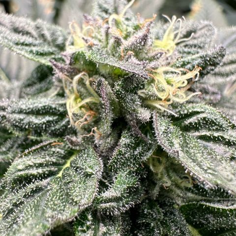 Misc x (LA Kush x Zkittles) #35 28.55g growlog timeline photo