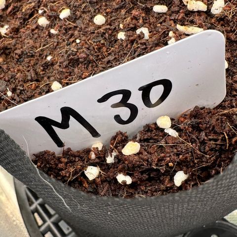 CxLAZ #16 50.72g growlog photo: Lollipoped