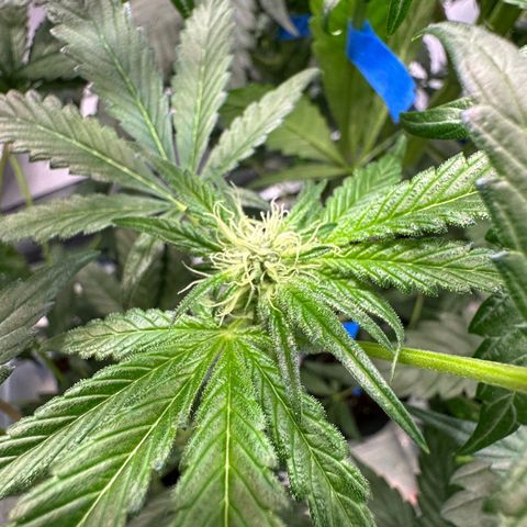 CxLAZ #16 50.72g growlog photo: Pollenated bud site