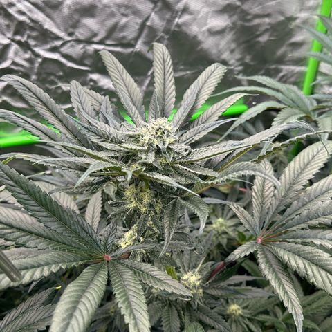 CxLAZ #16 50.72g growlog timeline photo