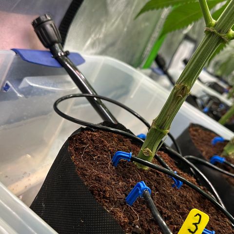 CxLAZ #03 45.52g growlog photo: Pollenated bud site
