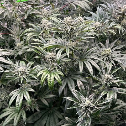 Misc x (LA Kush x Zkittles) #26 60.7g growlog timeline photo