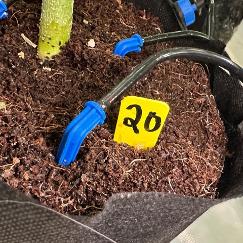 CxLAZ #20 13.7g growlog timeline photo