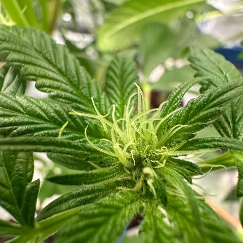 CxLAZ #16 50.72g growlog photo: Pollenated bud site