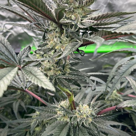 Misc x (LA Kush x Zkittles) #27 33.12g growlog timeline photo