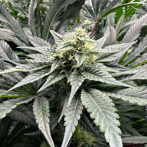CxLAZ #06 growlog timeline photo
