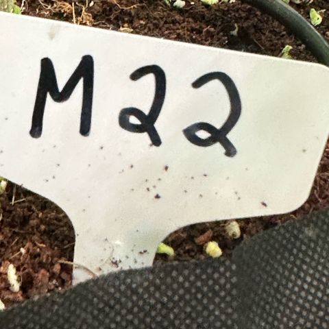 CxLAZ #16 50.72g growlog photo: Trained top
