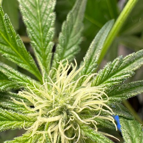 CxLAZ #14 53.59g growlog photo: Pollenated bud site