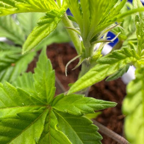 Shaman growlog photo: Showing preflowers