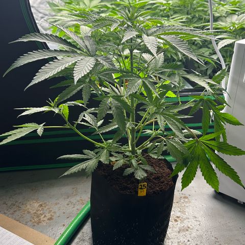 CxLAZ #16 50.72g growlog photo: Lollipoped