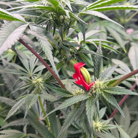 CxLAZ #03 45.52g growlog timeline photo