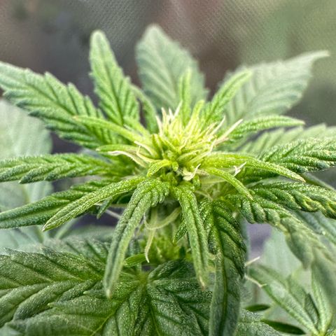 Auto Think Different  #3 growlog timeline photo