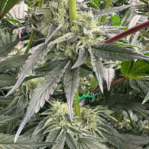 CxLAZ #06 growlog timeline photo