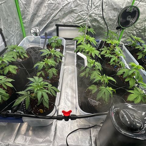 CxLAZ #16 50.72g growlog timeline photo