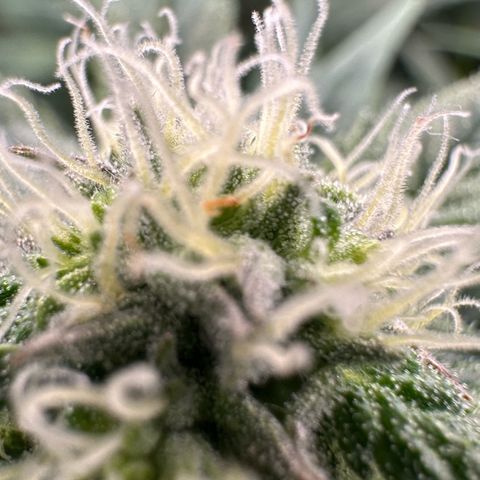 CxLAZ #16 50.72g growlog photo: Stacking nicely 9 heads