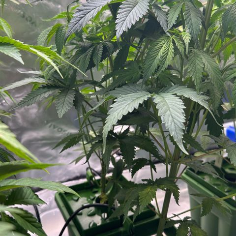 Shaman growlog photo: Installed 12 port water manifold and water lines