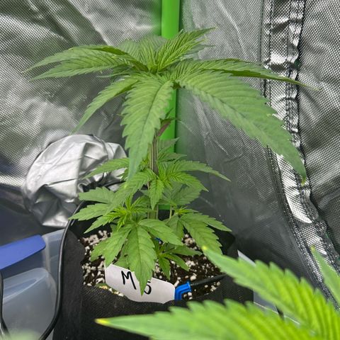 CxLAZ #16 50.72g growlog timeline photo