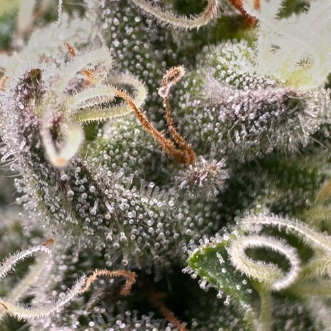 CxLAZ #16 50.72g growlog timeline photo