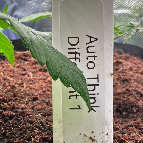 Auto Think Different  #1 growlog timeline photo