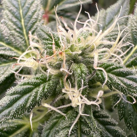 CxLAZ #03 45.52g growlog photo: Pollen sac from training on Tuesday