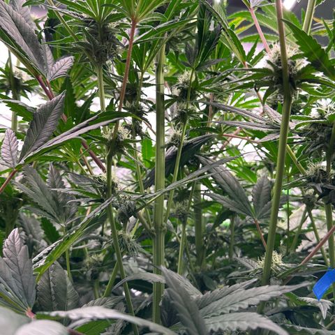 CxLAZ #31 58.75g growlog timeline photo