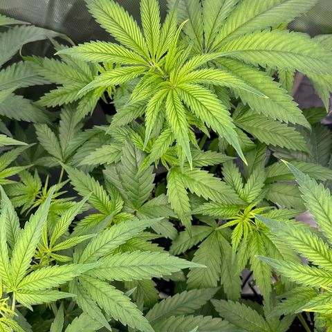 CxLAZ #16 50.72g growlog timeline photo