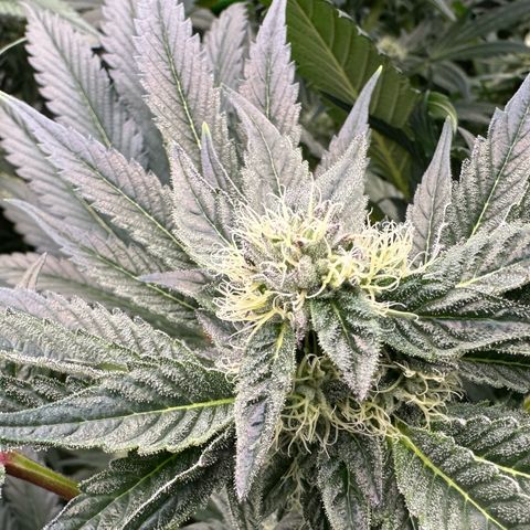 Misc x (LA Kush x Zkittles) #10 growlog timeline photo
