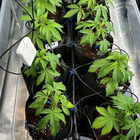 Misc x (LA Kush x Zkittles) #26 60.7g growlog timeline photo