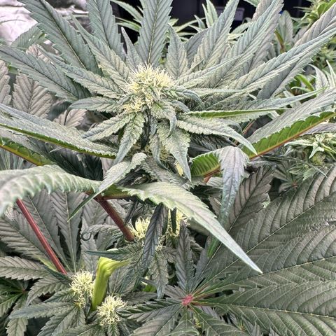 Misc x (LA Kush x Zkittles) #27 33.12g growlog timeline photo