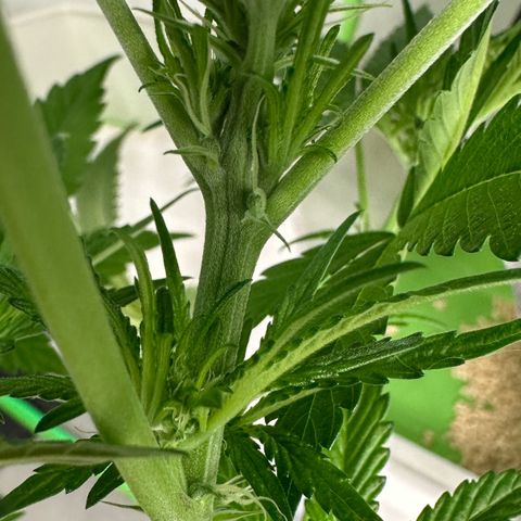CxLAZ #16 50.72g growlog timeline photo
