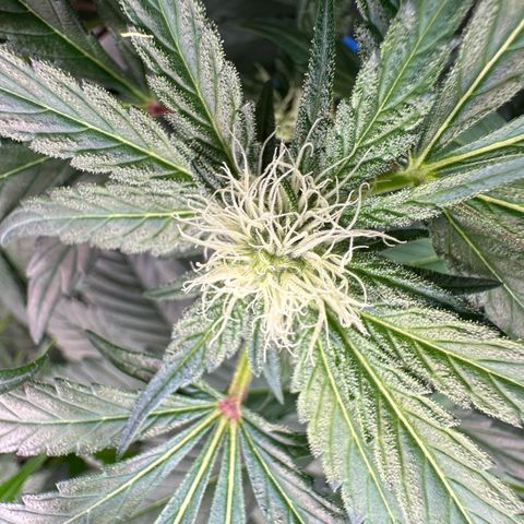 CxLAZ #16 50.72g growlog photo: Pollenated bud site
