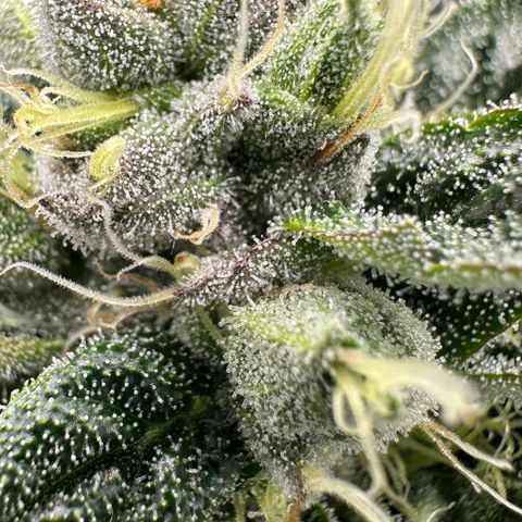 Misc x (LA Kush x Zkittles) #23 28.19g growlog timeline photo