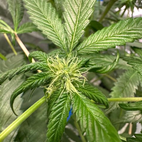 CxLAZ #16 50.72g growlog timeline photo