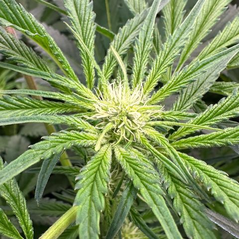 CxLAZ #16 50.72g growlog timeline photo