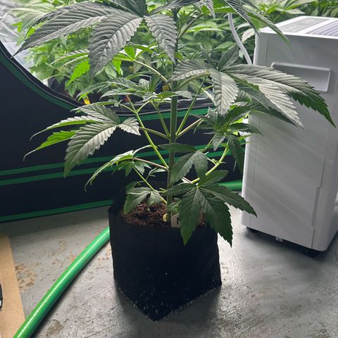 CxLAZ #16 50.72g growlog photo: Lollipoped