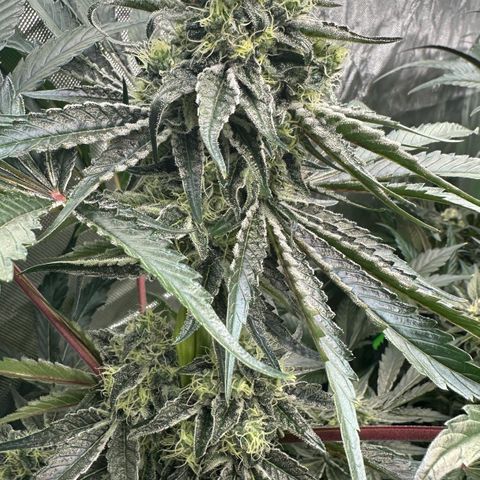 CxLAZ #24 37.13g growlog timeline photo